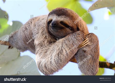 Happy Sloth Hanging On Tree Stock Photo Shutterstock