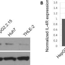 Il R Expression In Hcc Cell Lines A Western Blot Of Il R In