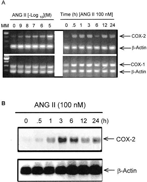 Angiotensin II Increases COX 2 MRNA Accumulation In VSMCs Nearly