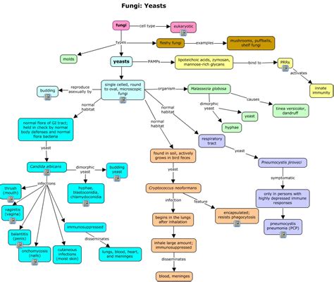 Answers Fungi Part Html