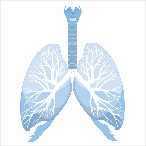 Anatomia Dei Polmoni E Dei Bronchi Umani Struttura Dell Organo Umano