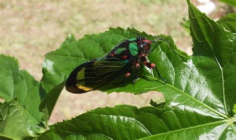 Insecto Cigarra Naturaleza Foto Gratis En Pixabay