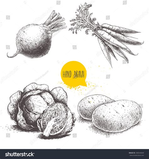 Hand Drawn Sketch Style Vegetables Set Stock Vector Royalty Free