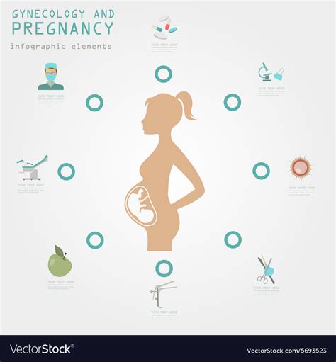 Gynecology And Pregnancy Infographic Template Vector Image