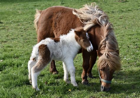 Shetland Ponys Tiere Weide Kostenloses Foto Auf Pixabay Pixabay