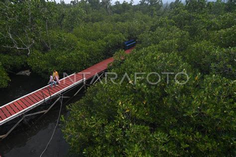 Wisata Mangrove Milik Desa Antara Foto