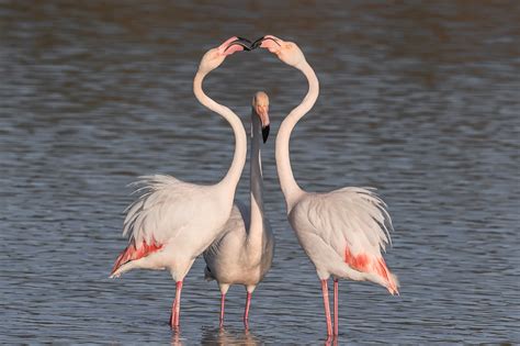 Flamenc Flamenco Comun Greater Flamingo Flamant Rose Flickr