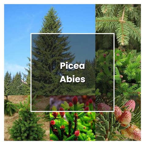 How To Grow Picea Abies Plant Care And Tips Norwichgardener