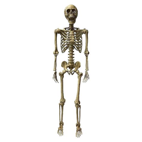 Deluxe Poseable Skeleton Halloween Decoration Oriental Trading