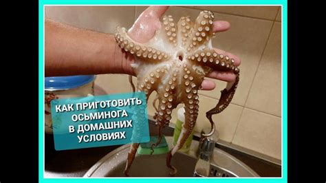 КАК ПРИГОТОВИТЬ ОСЬМИНОГА - YouTube