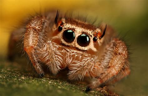 🔥 Free Download Spider Series By Macrojunkie Photography Macro Nature Jumping by @jeremym ...