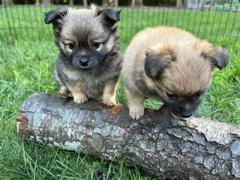 5 PomChi puppies for sale in Kentwood - Puppies for Sale Near Me