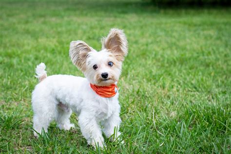 Housebreaking Tea Cup or Small Breeds: A Practical Guide - Kasten's Dog