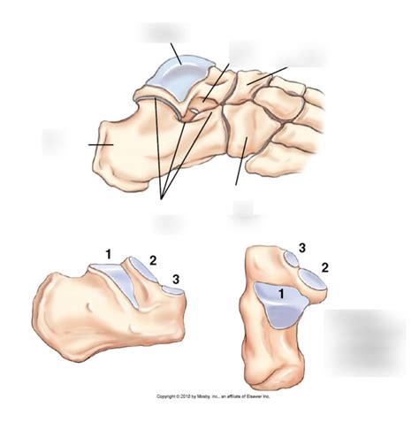 ankle bones Diagram | Quizlet