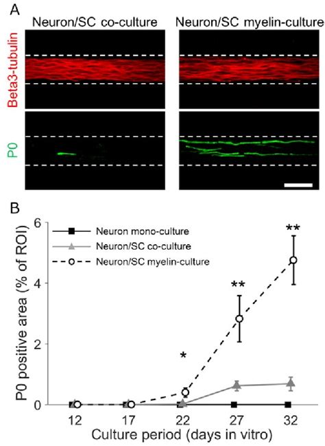 Figure From A Co Culture Microtunnel Technique Demonstrating A