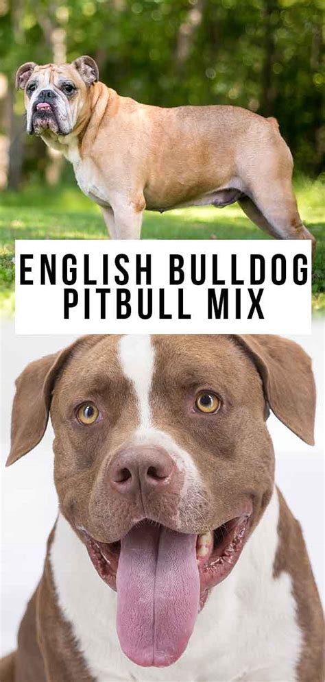 Best English Bulldog Pit Mix Of The Decade The Ultimate Guide Bulldogs