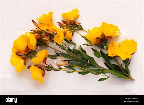 Oenothera Biennis Common Evening Primrose Evening Star Stock Photo