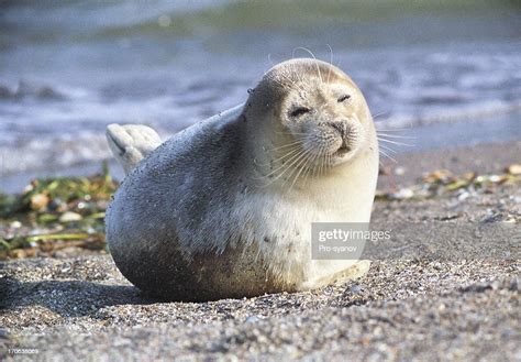 Caspian Seal Stock Foto Getty Images