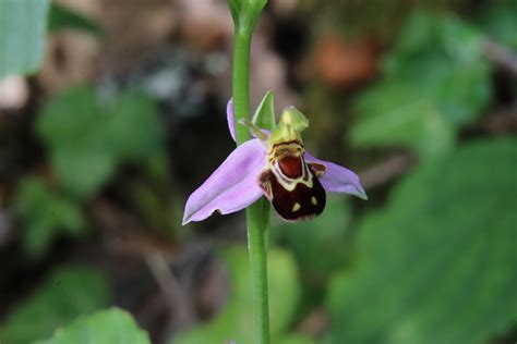 Orchidées Nature Campagne Photo gratuite sur Pixabay Pixabay