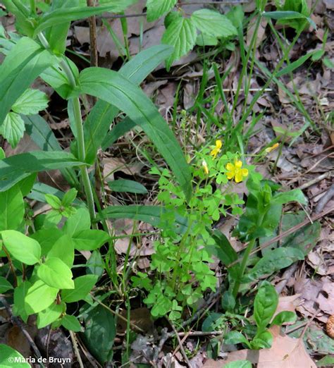 Slender Yellow Woodsorrel Project Noah