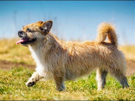 Mongolian Dog Breeds: Nomadic Companions