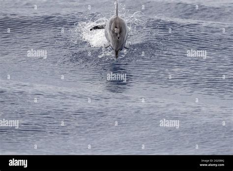 striped dolphin jumping outside the sea Stock Photo - Alamy