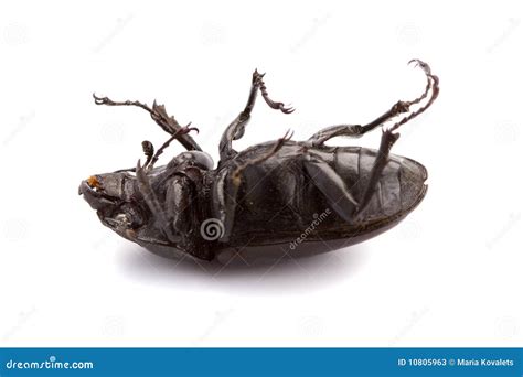 Dead bug stock image. Image of death, black, dead, unhygienic - 10805963