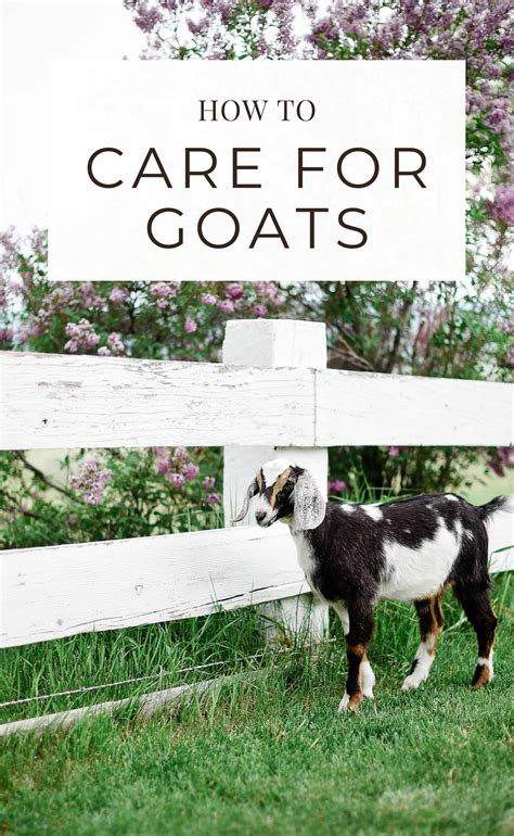 Caring For Goats Things I Wish I Knew Before Getting Goats Artofit