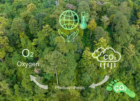 Bosques Tropicales Absorbiendo Dióxido De Carbono Y Cambiando El