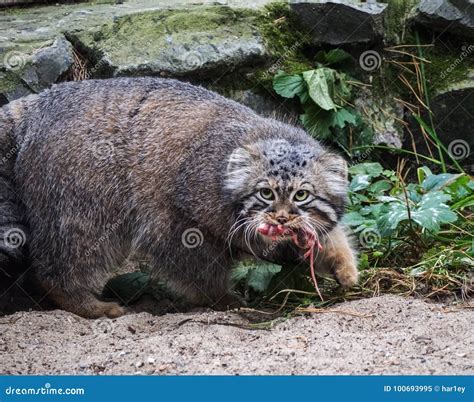 Hunting Pallas`s Cat, Also Known As the Manul. Stock Image - Image of ...