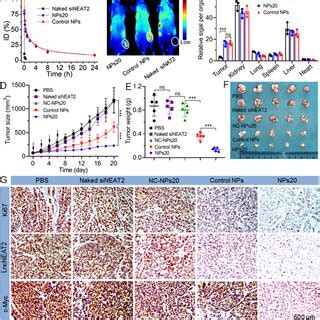 A Size Distribution And Morphology Of NPs20 Incubated In PBS Solution