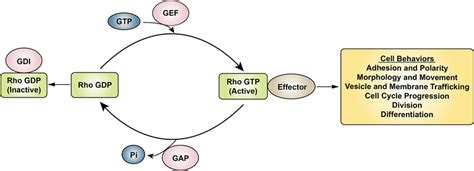 The Cycle Of The Gtp Binding And Gtp Hydrolysis And Signaling Functions