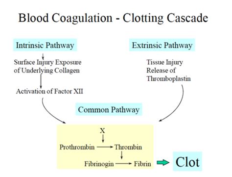 Hemodynamic Disorders Flashcards Quizlet