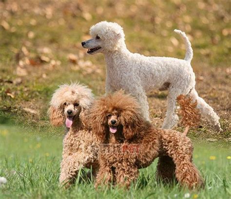 Miniature Poodle dog popularity, price, lifespan, origin, colors, temper