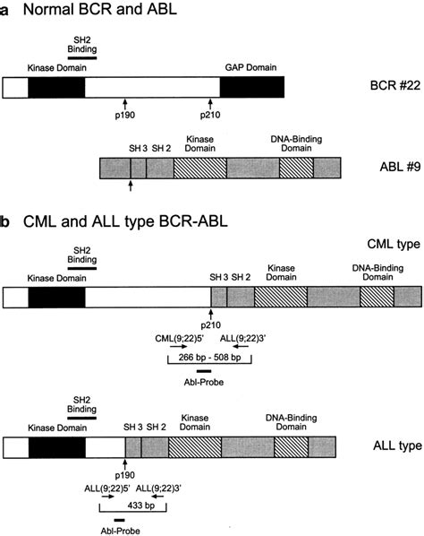 A Schematic Of The Bcr And Abl Proteins The Major Functional Domains