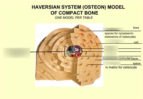 Haversian system model of compact bone Diagram | Quizlet