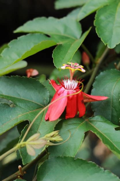 Premium Photo Close Up Of Passiflora Coccinea Scarlet Passion Flower