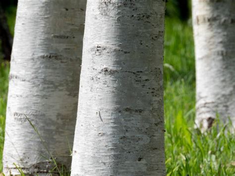 520+ White Birch Wood Texture Stock Photos, Pictures & Royalty-Free ...