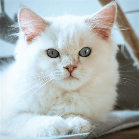 Cinnamon Ragdoll Cats: The Facts