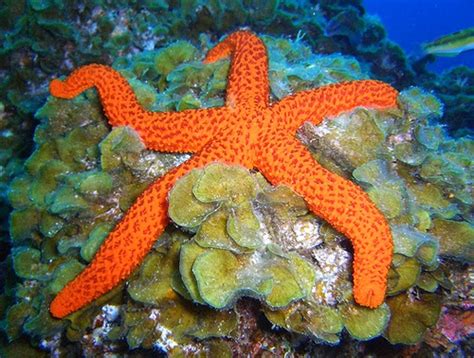 Andy Foto Natura Estrellas Marinas