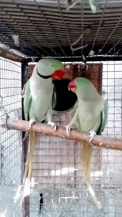 Alexandrine Breeding Season Youtube