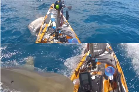 Video Huge Tiger Shark Attacks Fisherman While Fishing