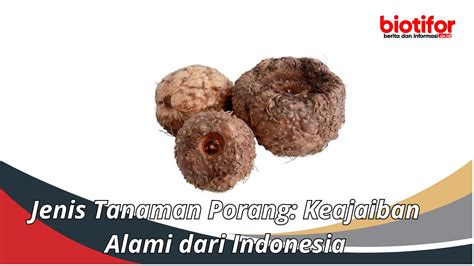 Jenis Tanaman Porang: Keajaiban Alami dari Indonesia