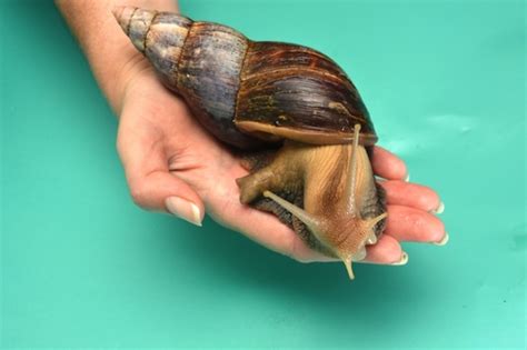 Ślimak afrykański Achatina długość życia hodowla cena Pupilek pl