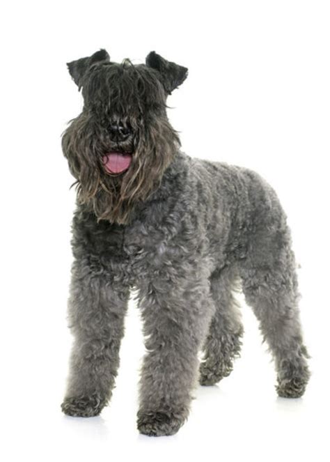 Kerry Blue Terrier Dog Breed Information Personality And Health Concerns