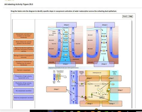 Art Labeling Activity Figure Drag The Labels Onto The Diagram To