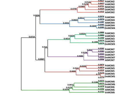 Phylogenetic Tree Of Plant Mcm Using Clustalx Colors Correspond To