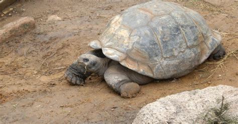 Simply Amazing!: World's largest tortoise