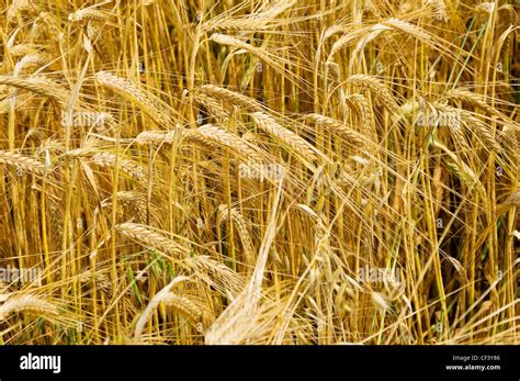 Barley Growing High Resolution Stock Photography and Images - Alamy