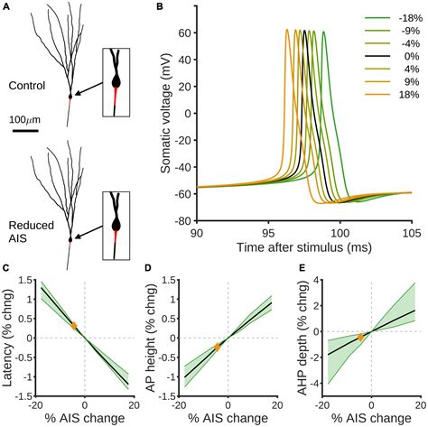 Frontiers Structural Plasticity Of The Axon Initial Segment In Rat